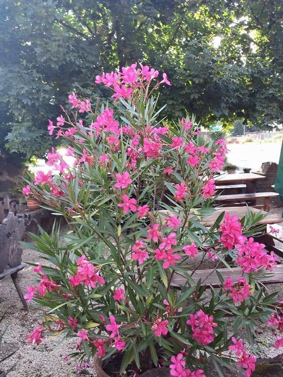 Borostyankert Etterem & Vendeghaz Ξενοδοχείο Sitke Εξωτερικό φωτογραφία